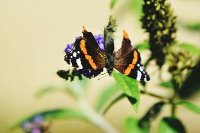 Close-up of butterfly on leaf