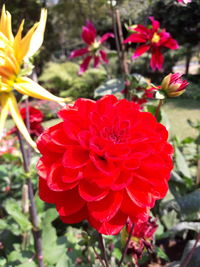 Close-up of red flowers blooming outdoors