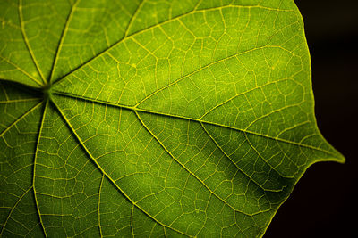 Close-up of green leaf