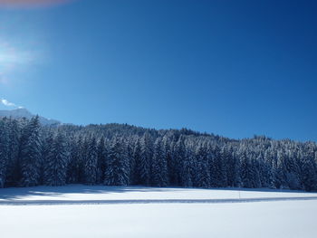 Trees on snow covered field against sky