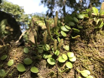 Close-up of plants growing on field