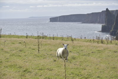 View of a sheep on the field