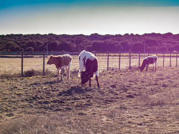 Horses grazing in ranch