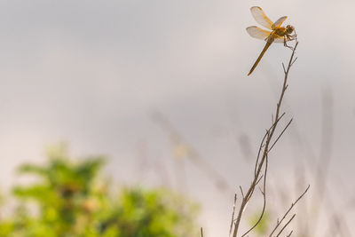 Close-up of insect on plant