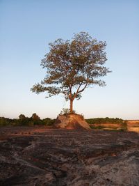 Tree on field against clear sky