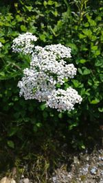 Close-up of white flowers