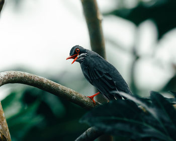 Close-up of bird perching on branch