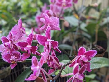 Close-up of pink flowering plant