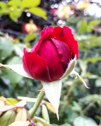 Close-up of red rose blooming outdoors