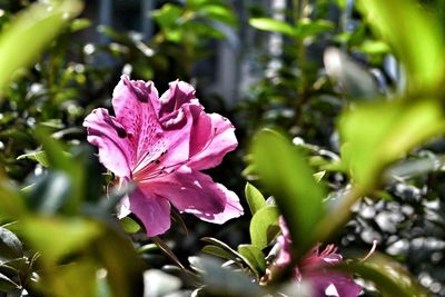 Close-up of pink flowers