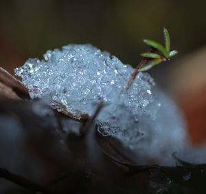 Close-up of frozen plant