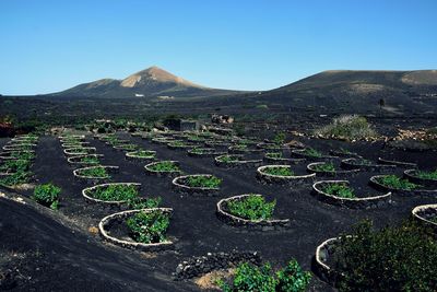 Wine route in lanzarote.