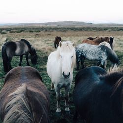 Horses on a field