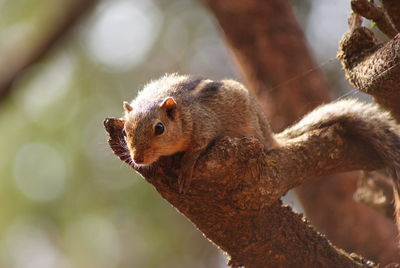 Close-up of bird perching on branch