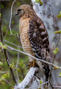 Close-up of a bird perching on branch