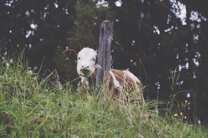 Mucca