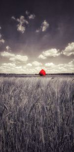 View of wheat field against sky