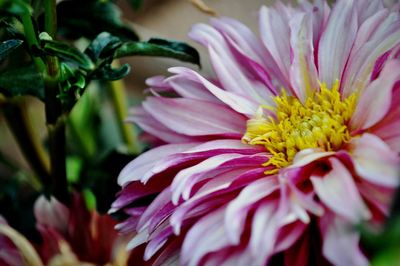 Close-up of pink flower blooming outdoors