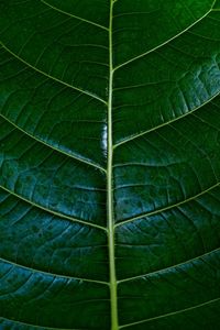 Macro photo of green leaf with detail