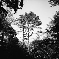 Trees in the forest