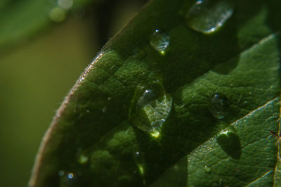 Close-up of raindrops on green leaves