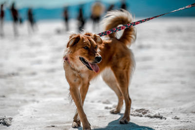 Dog on the beach