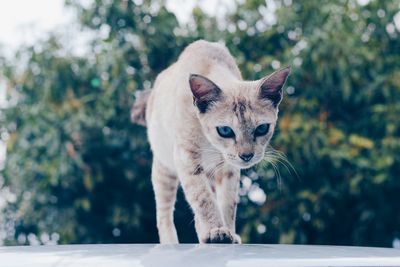 Close-up of cat against trees