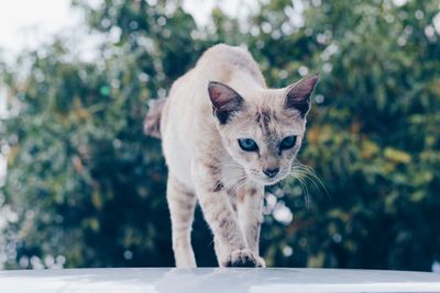 Portrait of cat standing against tree