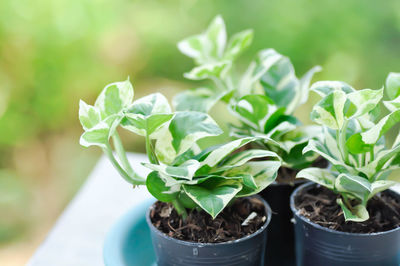 Close-up of potted plant