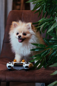 Portrait of dog sitting on table