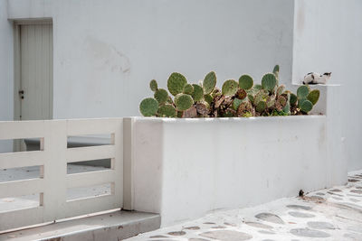 Potted plants growing on wall