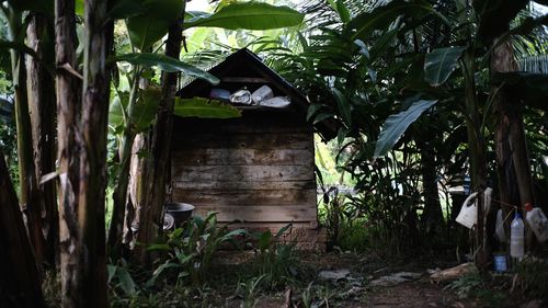 Abandoned house amidst trees in forest