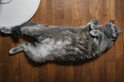 High angle view of cat relaxing on hardwood floor