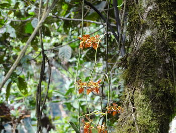 Close-up of orange plants growing on tree in forest