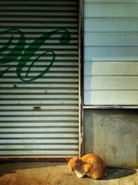 Cat sitting on closed shutter