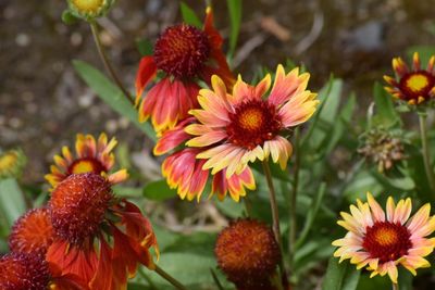 Close-up of yellow flower