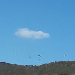 Birds flying in sky