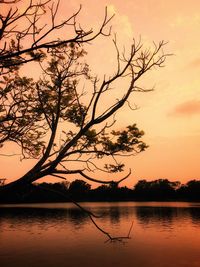 Silhouette tree by lake against sky during sunset