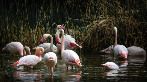 View of birds in lake