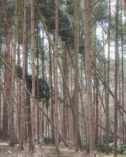 View of trees in forest