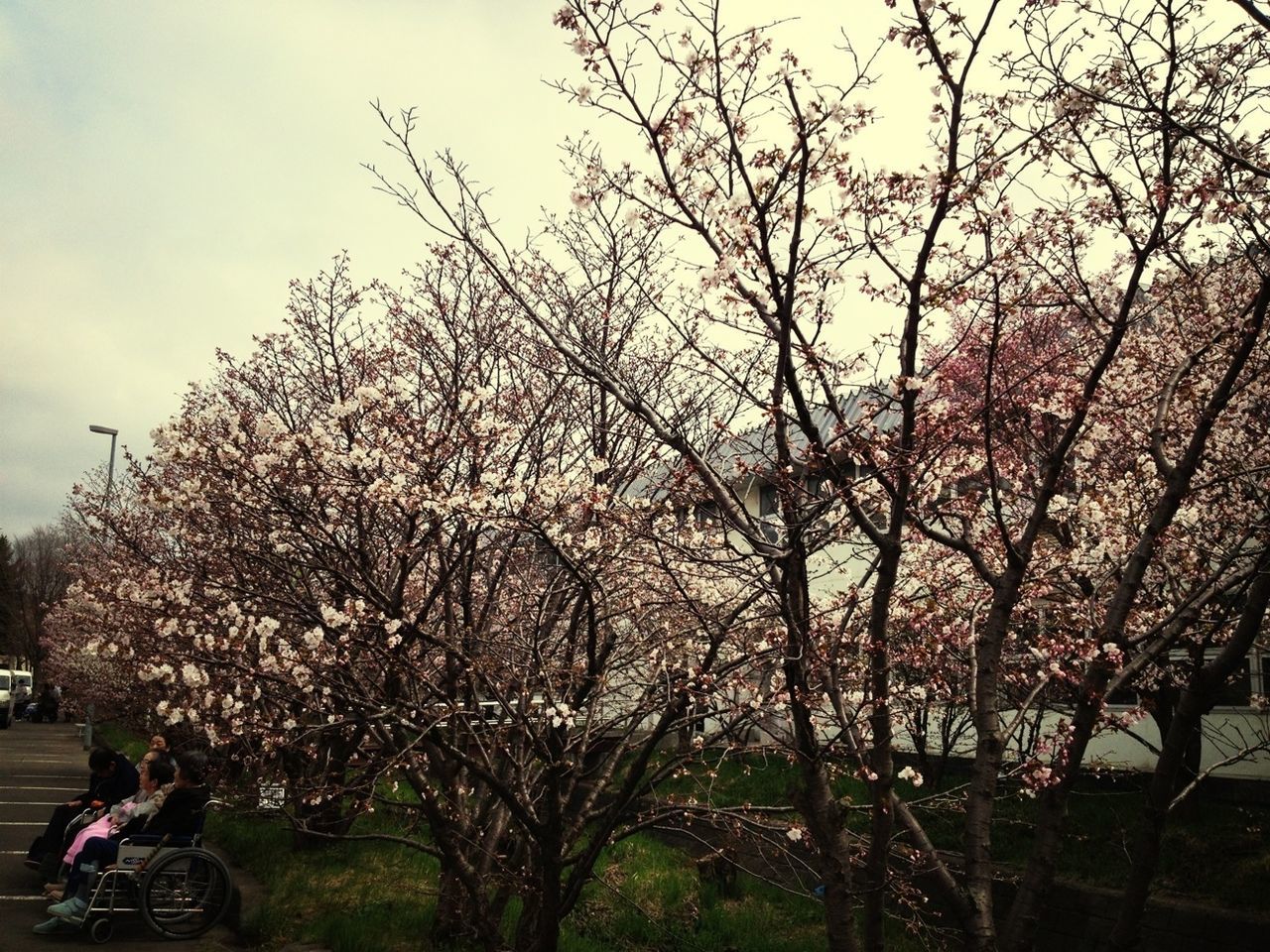 flower, tree, growth, branch, sky, nature, freshness, beauty in nature, pink color, blossom, cherry tree, car, fragility, cherry blossom, land vehicle, outdoors, day, in bloom, plant, building exterior