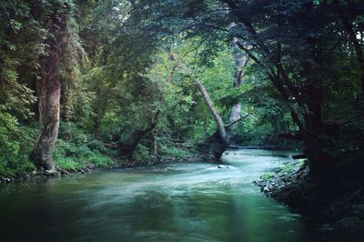 Trees in forest
