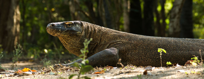 Close-up of lizard on tree