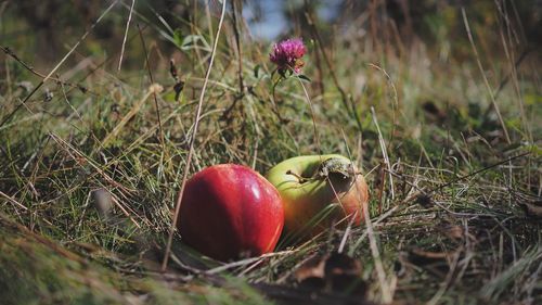 Close-up of apples in field