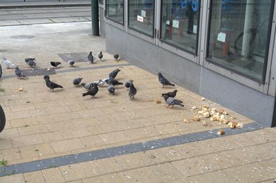 Flock of pigeons feeding on pigeons