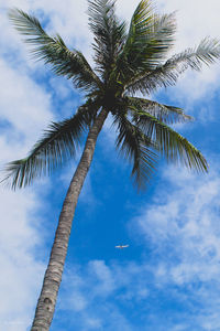 Low angle view of palm tree against sky