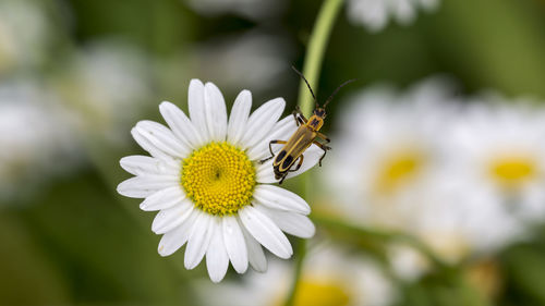 High angle view of soldier beetle on daisy flower