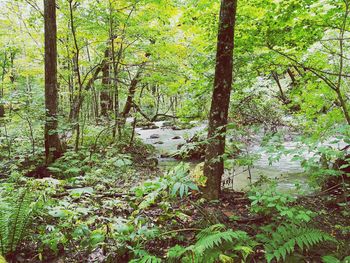 Trees in forest