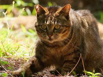 Close-up portrait of a cat