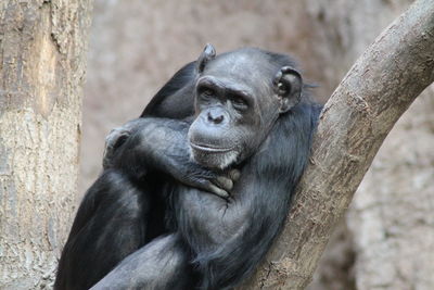Monkey sitting in a zoo